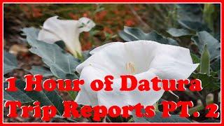 1 Hour of Datura Trip Reports Part 2