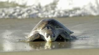 Ban the Bag NZ: Plastic pollution killing turtles