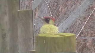 Upton Warren Green Woodpecker ~ Worcestershire Wildlife Trust ~ Birds UK