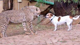 African Cheetah Cub Versus Jack Russell Terrier - Cat & Dog Fight Battle of Will - Cheetah Thug Life