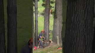 Dropping a tall pine  #shorts #treework #chainsaw