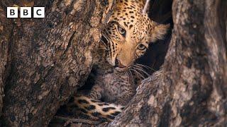 Male leopard kidnaps newborn cub - BBC