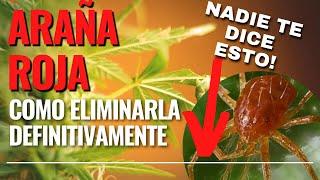 ELIMINAR PARA SIEMPRE LA ARAÑA ROJA DE LOS TOMATES!