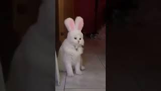 #котик#зайчик#