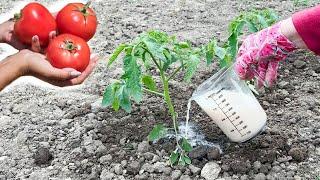 Double your harvest of tomatoes. With this natural recipe!