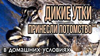 Дикие утки в Домашних Условиях принесли питомцев/Чем кормить уток/Как содержать/Как разводить уток