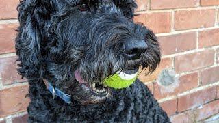 Trying to get the ball from my dog