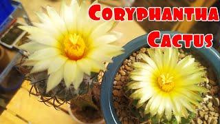 Coryphantha Cactus -  Xương Rồng Nha Tượng