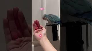 如何拿捏小鸟 #小鸟互动 #pets #鸟鸣 #搞笑 #parrot #birds #小鳥 #鸚鵡 #funny