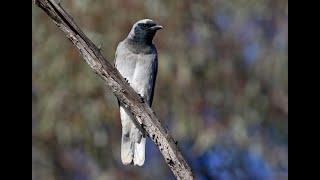 Black Faced Cuckoo Shrike calls