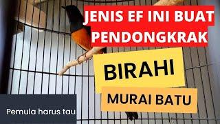 jenis jenis ef peningkat birahi murai batu apa aja ya?