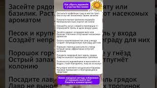 Как убрать муравьёв с участка без химии #лайфхаки #сад