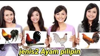 AYAM PILIPIN ORI