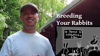 Get That Stubborn Doe To Breed-Rabbits
