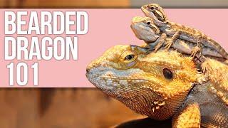 Bearded Dragon 101