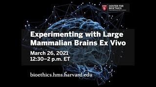 Experimenting with Large Mammalian Brains Ex Vivo