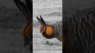 The Incredible Dance of the Prairie-Chicken