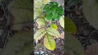 "WHY ARE YOUR PLANTS TURNING YELLOW?  DISCOVER CHLOROSIS!"