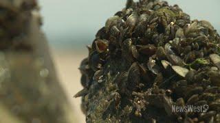 Zebra Mussels invade Midland's water system, contributing to pressure issues