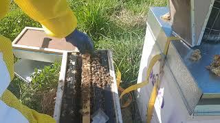 Spring with overwintered NUCs in New Zealand