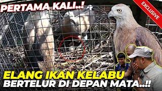 SATU2NYA DI INDONESIA..! ELANG IKAN KEPALA KELABU BERTELUR DI PENANGKARAN..!! MERINDINGGG