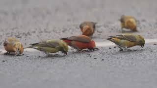 Red Crossbills on the road!