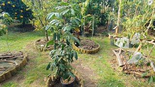 Planting Mature Longans From Root Bound Pots