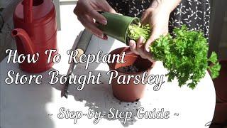 How To Replant Store Bought Parsley - Step-by-Step Guide