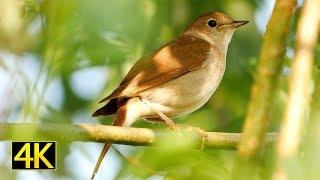 Singende Nachtigall (singing nightingale) / Nationalpark Unteres Odertal / Lumix GH5S 4K