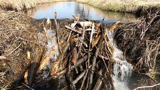 “DRAINING THE BEAST” The Epic Removal Of A Gigantic Beaver Dam