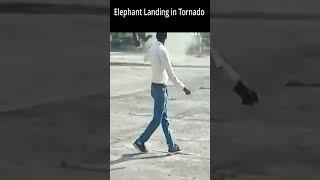 Elephant Landing #shorts #short #funny