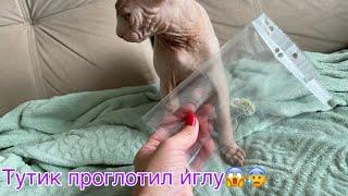 Котик Сфинкс чуть не погиб! Как спасли котика?