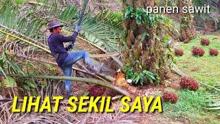 lihat sekill saya panen sawit sat set cepat dan mudah sawit unggul varetas yangambi