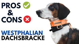 Westphalian Dachsbracke Pros and Cons | Westfälische Dachsbracke Dog Advantages and Disadvantages