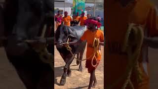  TEAM NANDALIKE  2024 MANGALORE KAMBALA SRIKANTH BHAT #FINAL RACE TODAY #KAMBALA#VIRALSHORTS#2024