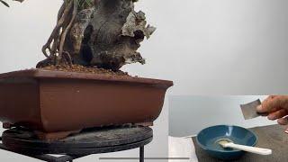 Cleaning unglazed Bonsai pot