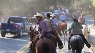 Cattle Drive through North San Juan