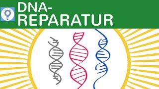 DNA-Reparatur-Mechanismen: Fotoreaktivierung, Postreplikationsreparatur, Excisionsreparatur |Genetik