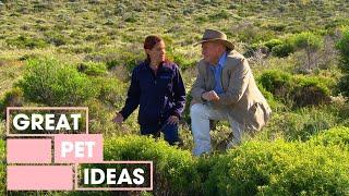 Dr Harry Visits Rottnest Island to Meet the Local Wildlife | Great Home Ideas
