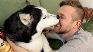 A Trip To the Vet Clinic With Husky Yuki