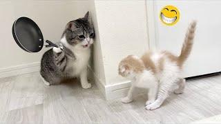 BIGGEST Animal Fails And Cute Animal Reactions Caught On Camera #0041