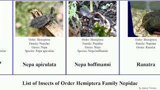 List of Insects of Order Hemiptera Family Nepidae scorpion chinensis linearis Ranatra Nepa Dream