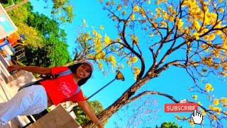 YELLOW TRUMPET TREE AT SAN WAN ROAD GARDEN HONG KONG | MJtravelover