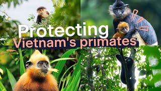 Primate conservation in Vietnam