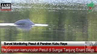 Video Penampakan Pesut di Perairan Batu Ampar, Kubu Raya