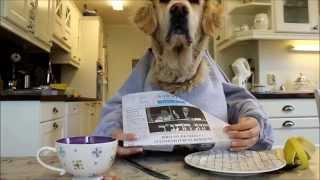 Golden retriever dog eating and reading with hands, funny :)