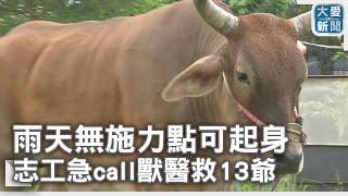 雨天無施力點可起身 志工急call獸醫救13爺｜大愛新聞   @DaaiWorldNews