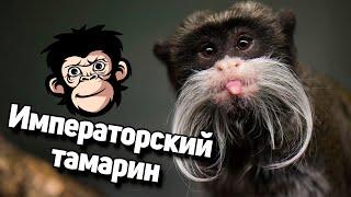 Императорский Тамарин - интересные факты об усатых обезьянах!