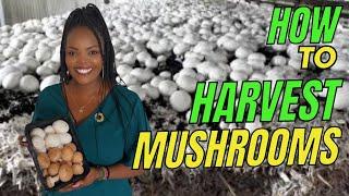 How to harvest mushrooms | Farmer on Fire