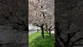 Yoshino Cherry trees